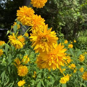 ヤエザキオオハンゴンソウの黄色い花の写真