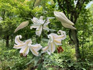 ヤマユリの花の写真