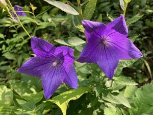 キキョウの花の写真