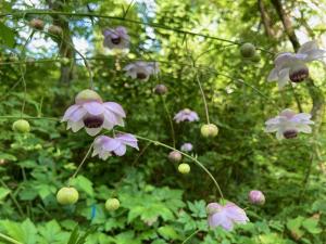 レンゲショウマの花の写真