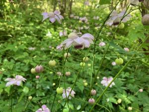 レンゲショウマの花の写真
