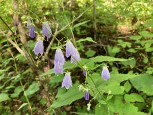 フクシマシャジンの花の写真