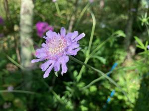 マツムシソウの花の写真