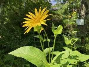シカクヒマワリの花の写真
