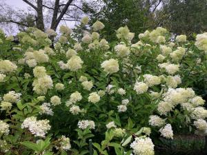 ミナヅキの花の写真