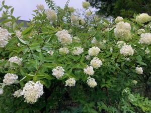 ミナヅキの花の写真