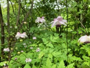 レンゲショウマの花の写真