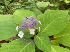 タマアジサイの花の写真
