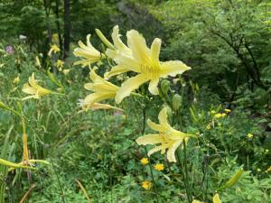 ユウスゲの花の写真