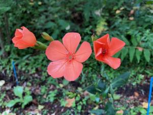 フシグロセンノウの花の写真