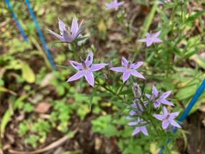 ムラサキセンブリの花の写真