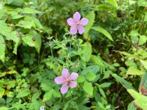 タチフウロの花の写真