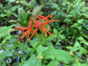 エンビセンノウの花の写真