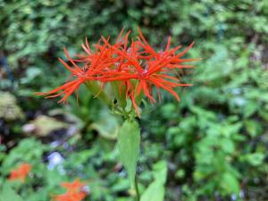 エンビセンノウの花の写真