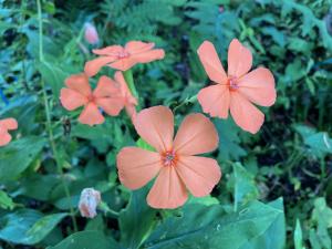 フシグロセンノウの花の写真