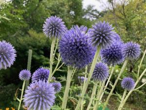 ヒゴタイの花の写真