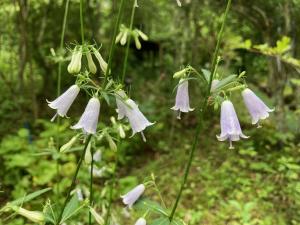 ツリガネニンジンの花の写真