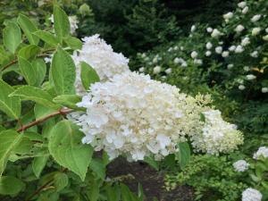 ミナヅキの花の写真