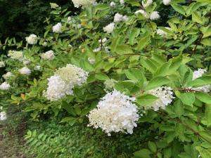 ミナヅキの花の写真