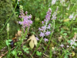 ツルボの花の写真