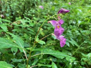 ツリフネソウの花の写真