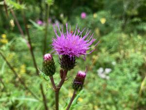 ヤチアザミの花の写真