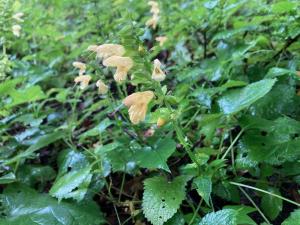 キバナアキギリの花の写真