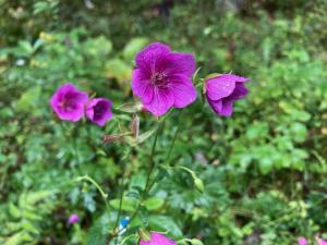アサマフウロの花の写真