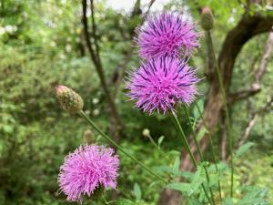 タムラソウの花の写真
