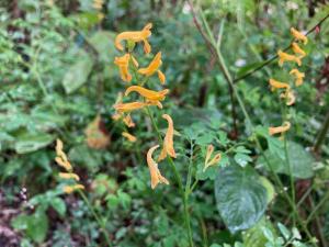 ナガミノツルキケマンの花の写真