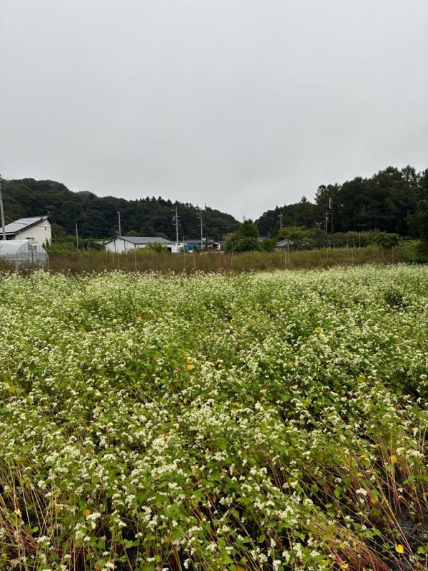 浅間山 視点