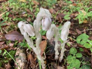 ギンリョウソウモドキの花の写真