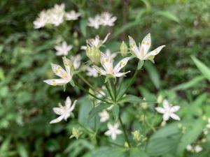 アケボノソウの花の写真