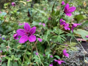 アサマフウロの花の写真