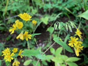 ヤクシソウの花の写真