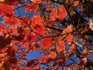 ハウチワカエデの紅葉の写真