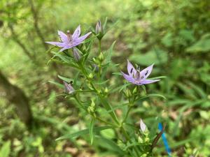 ムラサキセンブリの花の写真