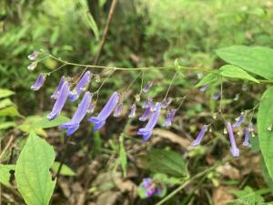 セキヤノアキチョウジの花の写真