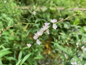 サクラタデの花の写真