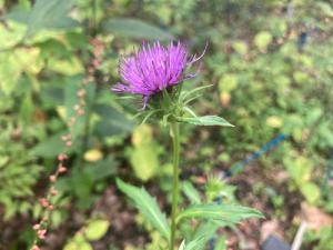 モリアザミの花の写真