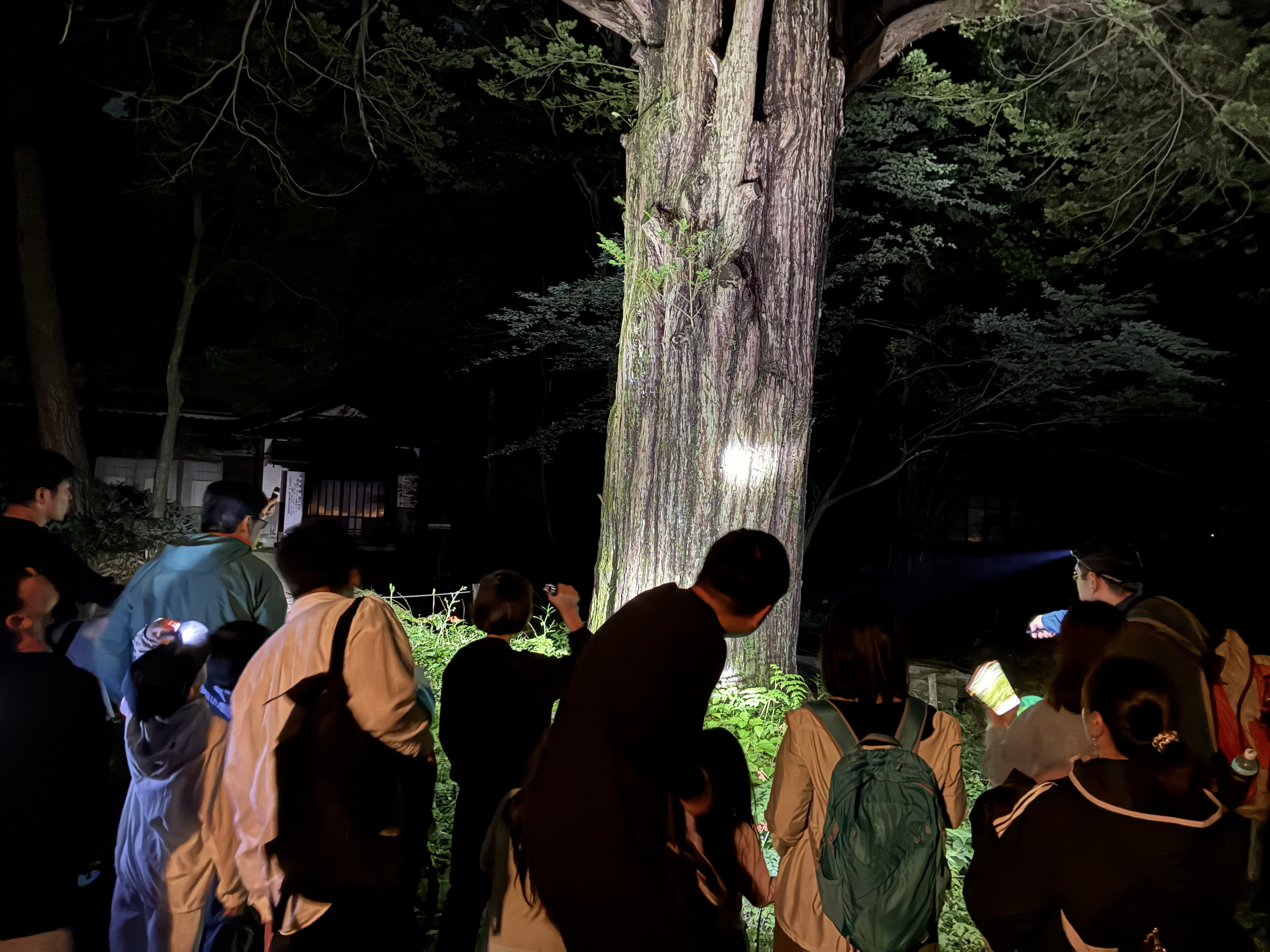 夜の観察会