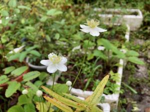 ウメバチソウの花の写真
