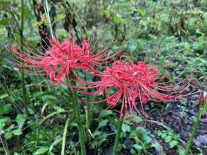 ヒガンバナの花の写真