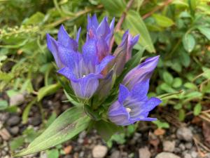 リンドウの花の写真