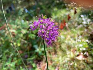 ヤマラッキョウの花の写真