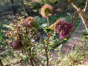 オヤマボクチの花の写真