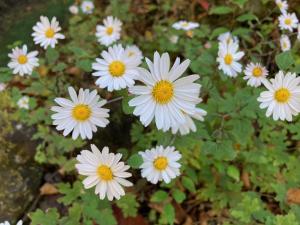 リュウノウギクの花の写真