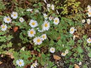 リュウノウギクの花の写真
