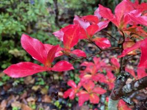 ベニドウダンの紅葉の写真