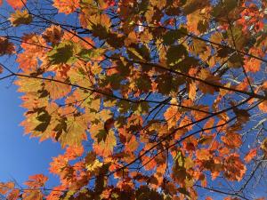 ハウチワカエデの紅葉の写真